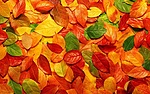 Листья, листва, трава Краски осени аватар