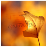 Листья, листва, трава Осенний лист (сентябрь) аватар