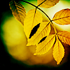 Листья, листва, трава Осенние желтые листья аватар