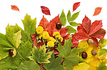 Листья, листва, трава Красные, желтые и зеленые листья аватар