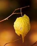 Листья, листва, трава Желтый лист на ветке аватар