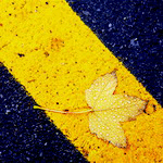 Листья, листва, трава Желтый осенний листок аватар
