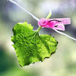 Листья, листва, трава Зеленый листик на прищепке аватар