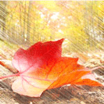 Листья, листва, трава Осенний дождь и лист клена аватар