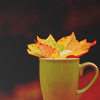Листья, листва, трава Чашка с разноцветными листьями аватар
