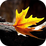 Листья, листва, трава Яркий осенний листок аватар