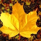 Листья, листва, трава Желтый осенний листик аватар