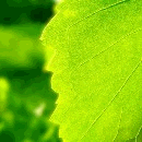Листья, листва, трава Листик на солнце аватар
