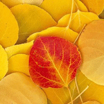 Листья, листва, трава Красный лист лежит на жёлтых аватар