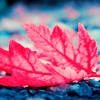 Листья, листва, трава Красный лист клёна лежит на земле аватар