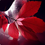 Листья, листва, трава Красные листья аватар
