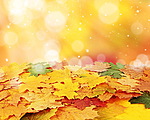 Листья, листва, трава Кучка осенних листьев аватар