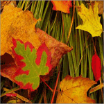 Листья, листва, трава Осенние листья на траве аватар