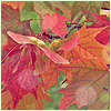 Листья, листва, трава Осенняя листва аватар