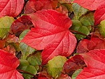 Листья, листва, трава Красные осенние листья аватар