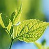 Листья, листва, трава Зеленый листок, облитый солнечным светом аватар