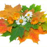 Листья, листва, трава Осенние кленовые листья и ромашки аватар