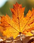 Листья, листва, трава Желтый кленовый лист аватар