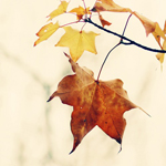 Листья, листва, трава Сухой лист на ветке аватар