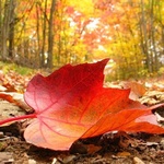Листья, листва, трава Лист клена на земле аватар
