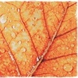 Листья, листва, трава Капли дождя на листке клена аватар
