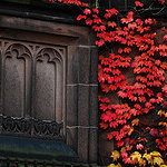 Листья, листва, трава Красные листья плетущегося винограда аватар