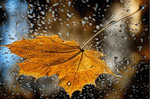 Листья, листва, трава Листок на стекле , дождливый день аватар