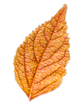 Листья, листва, трава Листочек розово-коричневый аватар