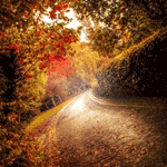 Листья, листва, трава Дорога усыпанная осенними листьями аватар