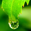 Листья, листва, трава Капля, готовая упасть с ярко-зеленого листа аватар