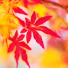 Листья, листва, трава Осенние красные и желтые кленовые листья аватар
