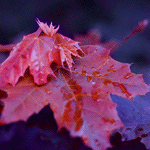 Листья, листва, трава Красные кленовые листья в луже аватар