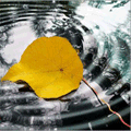 Листья, листва, трава Листок на воде аватар
