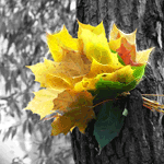 Листья, листва, трава Желтые листья на стволе дерева аватар