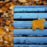 Листья, листва, трава Жёлтый лист лежит на лавочке аватар