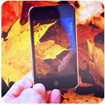 Листья, листва, трава Фотография опавших осенних листьев в iphone аватар
