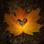 Листья, листва, трава Сердечко вырезное на листке аватар