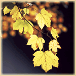 Листья, листва, трава Жёлтые листики аватар