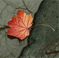 Листья, листва, трава Упавший лист аватар