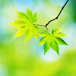 Листья, листва, трава Два красивых листка на дереве аватар