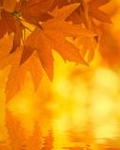 Листья, листва, трава Желтые листья над водой аватар