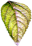 Листья, листва, трава Листик бело-зеленый аватар