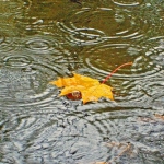 Листья, листва, трава Осенний одинокий листок лежит в луже во время дождя аватар