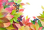 Листья, листва, трава Листья с ягодами аватар