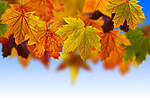 Листья, листва, трава Осенние листья свисают с ветвей аватар