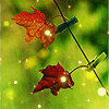 Листья, листва, трава Осенние листья в солнечном свете аватар