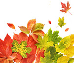 Листья, листва, трава Яркие осенние листья аватар