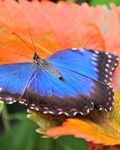 Листья, листва, трава Синяя бабочка на красном листе аватар