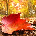 Листья, листва, трава Лист лежит на земле аватар