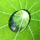Листья, листва, трава Капля на листке аватар